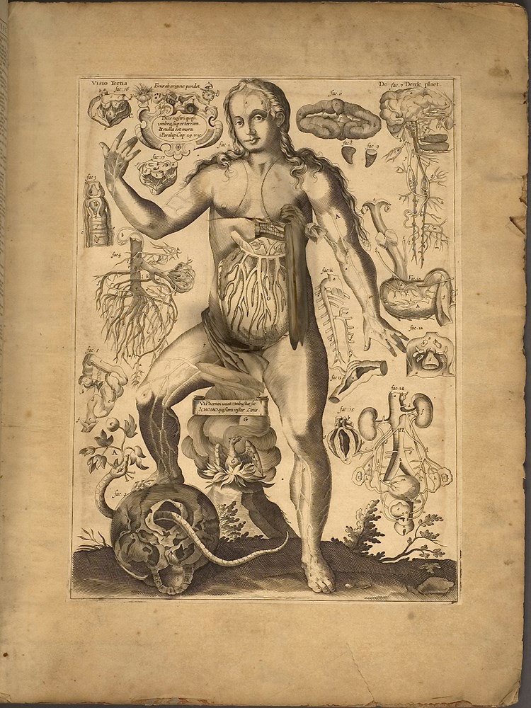 Illustration de Johann Remmelin - Anatomiste du XVII° siècle