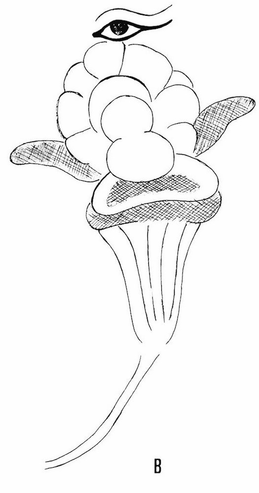 Fig. 6. B. détail du « lotus à œil » de Locanā, dessin de Muriel Thiriet.